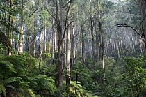 Royal eucalyptus (Eucalyptus regnans) and Soft tree-ferns (Dicksonia antarctica), Tarra Bulga National Park, Victoria, Australia.