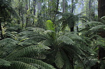 Soft tree-ferns (Balantium antarcticum), Tarra Bulga National Park, Victoria, Australia.