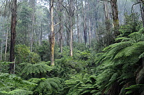 Royal eucalyptus (Eucalyptus regnans) and Soft tree-ferns (Dicksonia antarctica), Tarra Bulga National Park, Victoria, Australia.