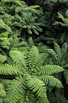 Soft tree-ferns (Balantium antarcticum), Tarra Bulga National Park, Victoria, Australia