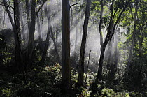 Morning fog in eucalypt forest, Great Otway National Park, Victoria, Australia.
