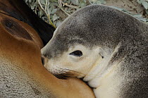 Australian sealion (Neophoca cinerea) juvenile suckling. Seal Bay Conservation Park, Kangaroo Island, South Australia, Australia