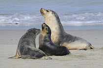 Australian sealion (Neophoca cinerea) group, Seal Bay Conservation Park, Kangaroo Island, South Australia, Australia.