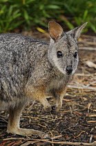 Tammar wallaby (Macropus eugenii), Kangaroo Island, South Australia, Australia.