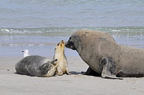 Australian sealion (Neophoca cinerea) group, Seal Bay Conservation Park, Kangaroo Island, South Australia, Australia