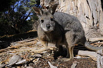 Tammar wallaby (Macropus eugenii), Kangaroo Island, South Australia, Australia