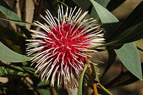 Pin-cushion hakea (Hakea laurina) flower, South Australia, Australia