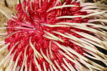 Pin-cushion hakea (Hakea laurina) flower, South Australia, Australia