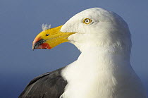 Pacific gull (Larus pacificus), Kangaroo Island, South Australia, Australia