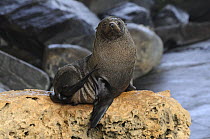 New Zealand fur seal (Arctocephalus forsteri) on a rock, Kangaroo Island, South Australia, Australia
