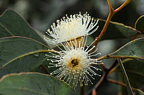 Kangaroo Island mallee ash (Eucalyptus remota), west end of Kangaroo Island, South Australia, Australia