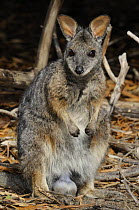 Tammar wallaby (Macropus eugenii) male, Kangaroo Island, South Australia, Australia