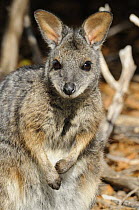 Tammar wallaby (Macropus eugenii), Kangaroo Island, South Australia, Australia