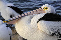 Australian pelican (Pelecanus conspicillatus), Kangaroo Island, South Australia, Australia