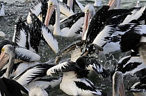 Australian pelicans (Pelecanus conspicillatus) group fishing, Kangaroo Island, South Australia, Australia