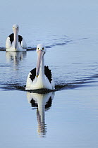 Australian pelicans (Pelecanus conspicillatus) on the water, Kangaroo Island, South Australia, Australia