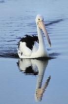 Australian pelican (Pelecanus conspicillatus) on the water, Kangaroo Island, South Australia, Australia