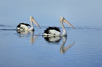 Australian pelicans (Pelecanus conspicillatus) on the water, Kangaroo Island, South Australia, Australia