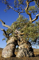 Red River gum (Eucalyptus camaldulensis), Flinders Ranges National Park, South Australia, Australia