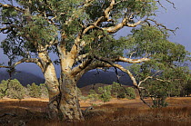 Red River gum (Eucalyptus camaldulensis), Flinders Ranges National Park, South Australia, Australia