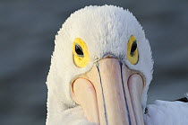 Australian pelican (Pelecanus conspicillatus), Kangaroo Island, South Australia, Australia