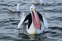 Australian pelican (Pelecanus conspicillatus) with open mouth, Kangaroo Island, South Australia, Australia