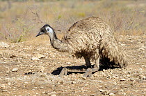 Emu (Dromaius novaehollandiae) nesting, Flinders Ranges National Park, South Australia, Australia
