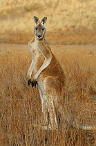 Red kangaroo (Macropus rufus) male standing on back legs, Flinders Ranges National Park, South Australia, Australia