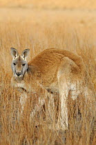 Red kangaroo (Macropus rufus) male, Flinders Ranges National Park, South Australia, Australia