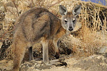 Hill kangaroo / Wallaroo (Macropus robustus), Flinders Ranges National Park, South Australia, Australia