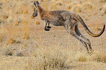 Hill kangaroo / Wallaroo (Macropus robustus) jumping, Flinders Ranges National Park, South Australia, Australia