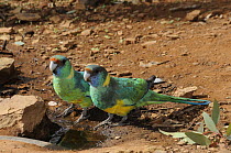Australian / Port Lincoln ringneck parrots (Platycercus zonarius) at water hole, Flinders Ranges National Park, South Australia, Australia