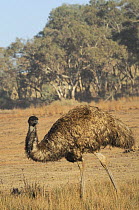 Emu (Dromaius novaehollandiae), Flinders Ranges National Park, South Australia, Australia
