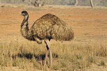 Emu (Dromaius novaehollandiae), Flinders Ranges National Park, South Australia, Australia