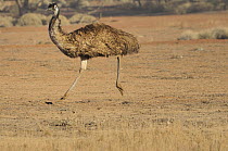Emu (Dromaius novaehollandiae) running, Flinders Ranges National Park, South Australia, Australia