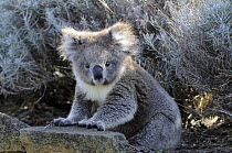 Koala (Phascolarctos cinereus) juvenile, sitting on the ground, Otway National Park, Victoria, Australia