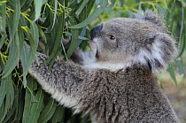 Koala (Phascolarctos cinereus) juvenile feeding, Otway National Park, Victoria, Australia