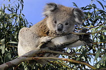 Koala (Phascolarctos cinereus) juvenile in tree, Otway National Park, Victoria, Australia