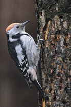 Middle spotted woodpecker (Dendrocopos medius) on a tree trunk, Bayerischer Wald National Park, Germany