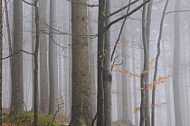 Forest in winter, Bayerischer Wald National Park, Germany