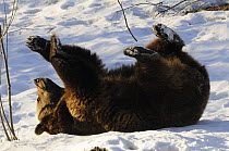 European brown bear (Ursus arctos) juvenile, playing in the snow, Bayerischer Wald National Park, Germany, captive