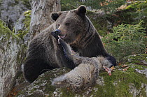 European brown bear (Ursus arctos) feeding on carcass, Bayerischer Wald National Park, Germany, captive