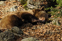 European brown bear (Ursus arctos) juvenile, sleeping on dry leaves, Bayerischer Wald National Park, Germany, captive