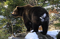 European brown bear (Ursus arctos) in the snow, Bayerischer Wald National Park, Germany, captive