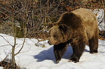 European brown bear (Ursus arctos) juvenile, walking in the snow, Bayerischer Wald National Park, Germany, captive