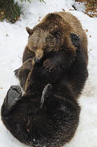 European brown bear (Ursus arctos) mother playing with juvenile in the snow, Bayerischer Wald National Park, Germany, captive