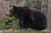 European brown bear (Ursus arctos), Bayerischer Wald National Park, Germany, captive