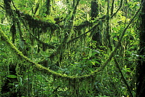 Lianas in cloud forest in Santa Elena Nature Reserve, Costa Rica