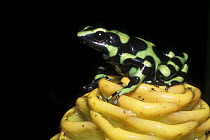 Green and black poison dart frog (Dendrobates auratus) on Ginger flower, rainforest habitat, Costa Rica