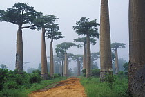 Avenue of Boabab trees (Adansonia grandidieri) during raining season, Baobabs Avenue, Morondava, West Madagascar,